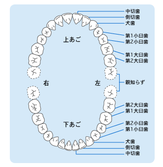 人間 販売 歯 何 本